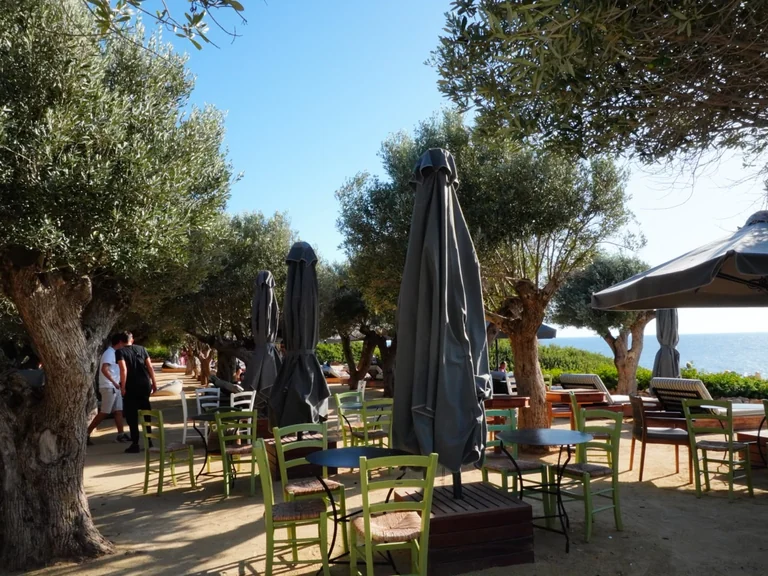 Tables and green chairs in the shade of old olive trees at Olive Tree Beach