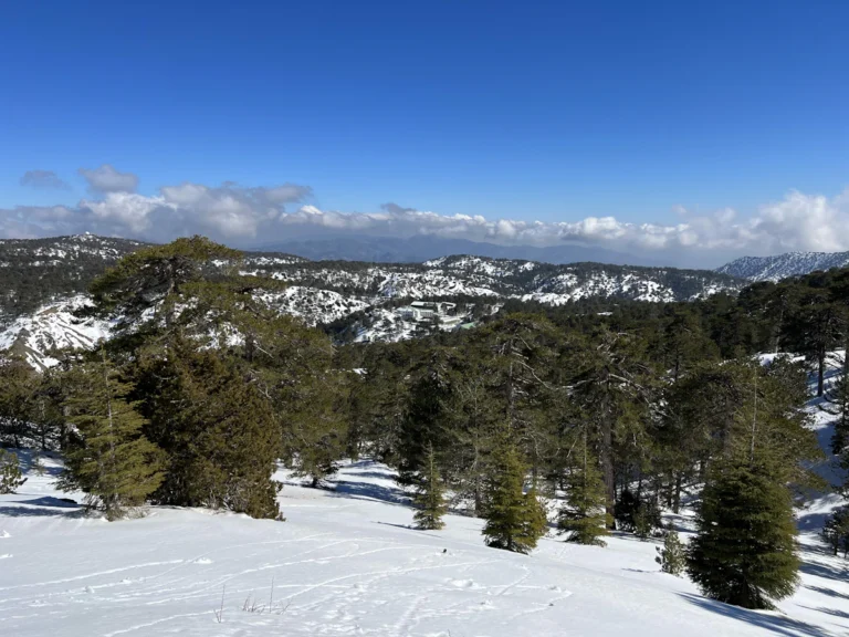 Snow-covered hills and pine forest in the Troodos Mountains